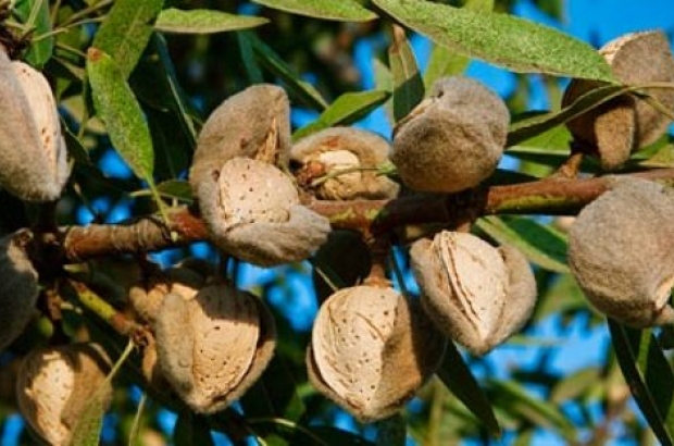 Detail Gambar Pohon Kacang Almond Nomer 23