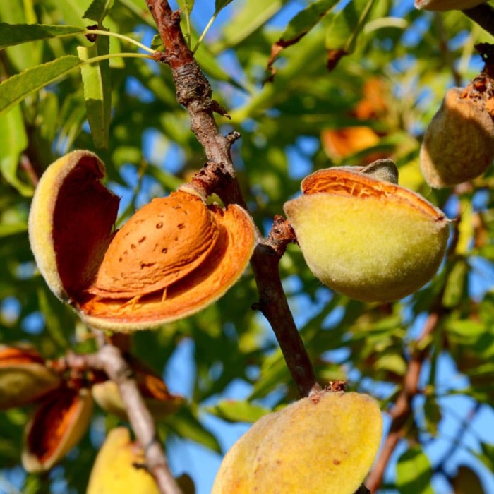 Detail Gambar Pohon Kacang Almond Nomer 3