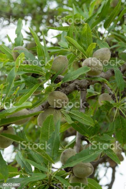 Detail Gambar Pohon Kacang Almond Nomer 27