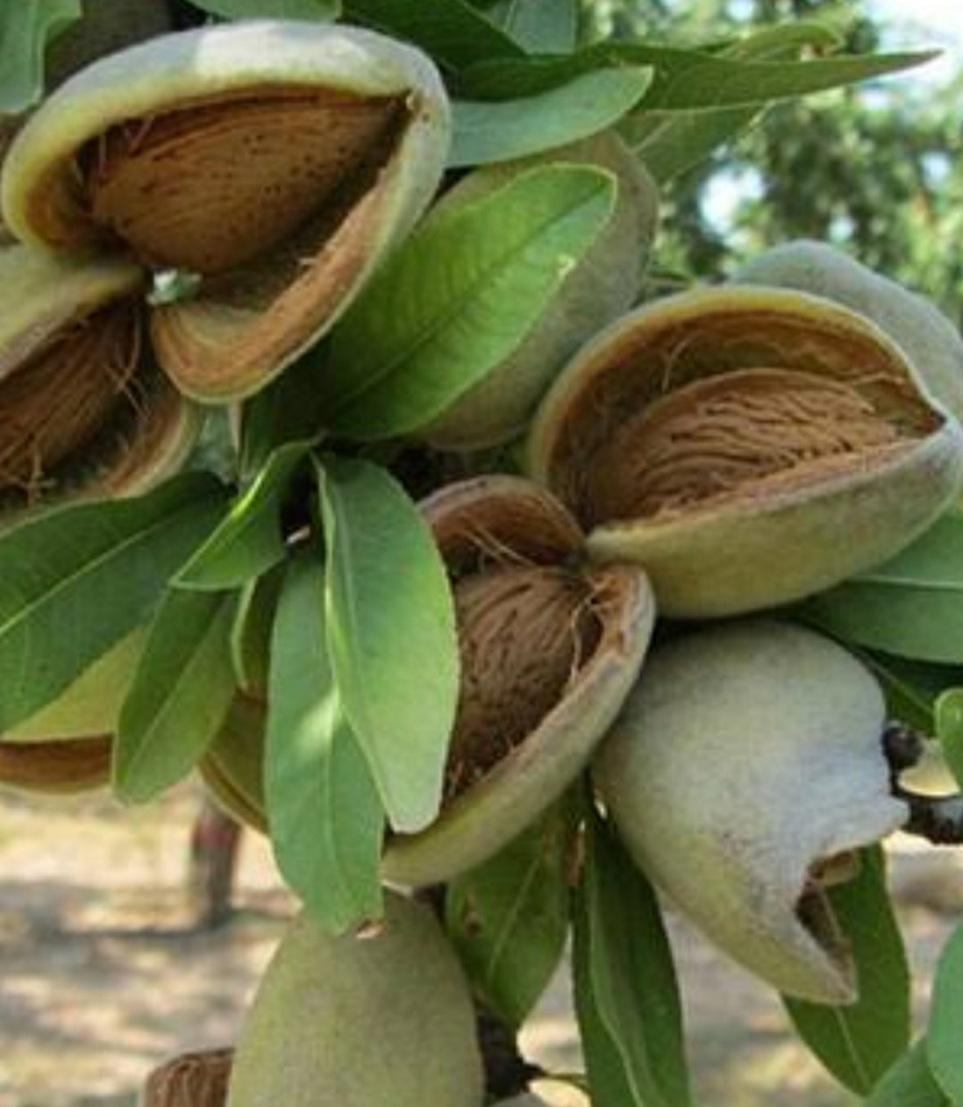 Detail Gambar Pohon Kacang Almond Nomer 51