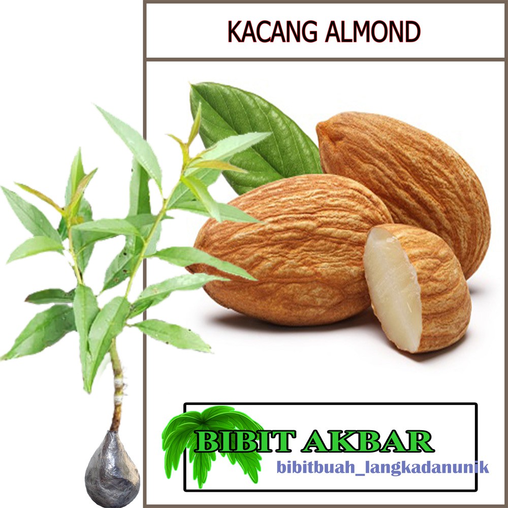 Detail Gambar Pohon Kacang Almond Nomer 6