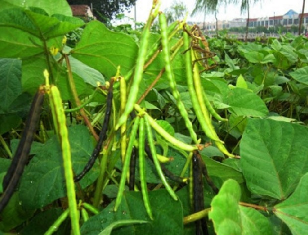 Detail Gambar Pohon Kacang Hijau Nomer 10