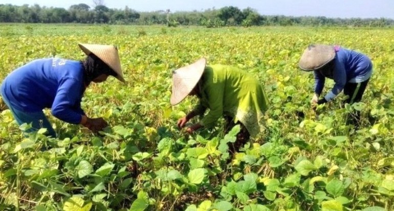 Detail Gambar Pohon Kacang Hijau Nomer 25