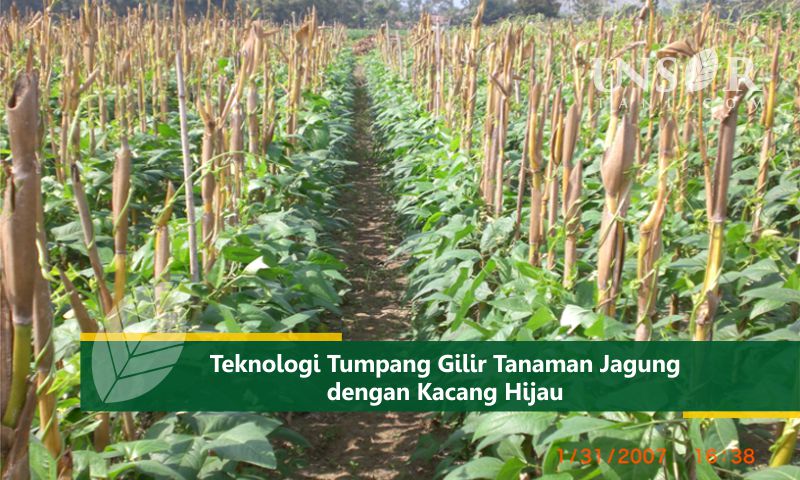 Detail Gambar Pohon Kacang Hijau Nomer 28