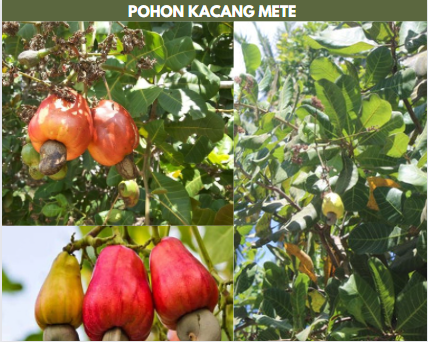 Detail Gambar Pohon Kacang Mete Nomer 35