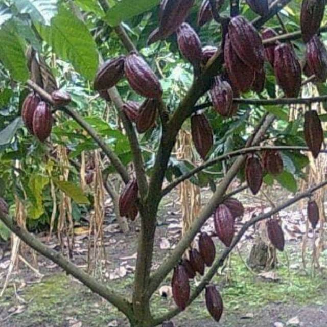 Detail Gambar Pohon Kakao Nomer 14