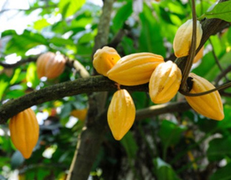 Detail Gambar Pohon Kakao Nomer 15