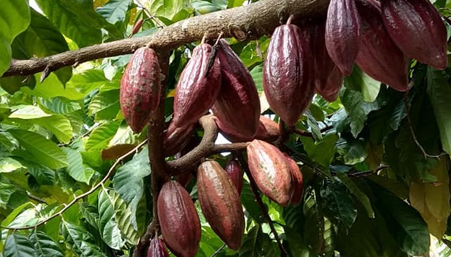 Detail Gambar Pohon Kakao Nomer 19