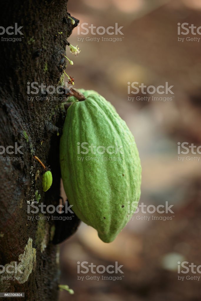 Detail Gambar Pohon Kakao Nomer 28