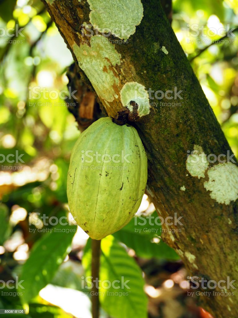 Detail Gambar Pohon Kakao Nomer 30