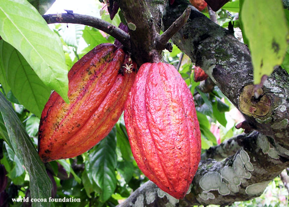Detail Gambar Pohon Kakao Nomer 5