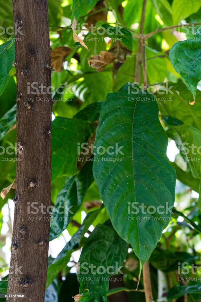 Detail Gambar Pohon Kakao Nomer 36