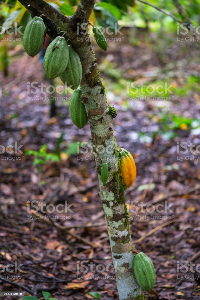Detail Gambar Pohon Kakao Nomer 41