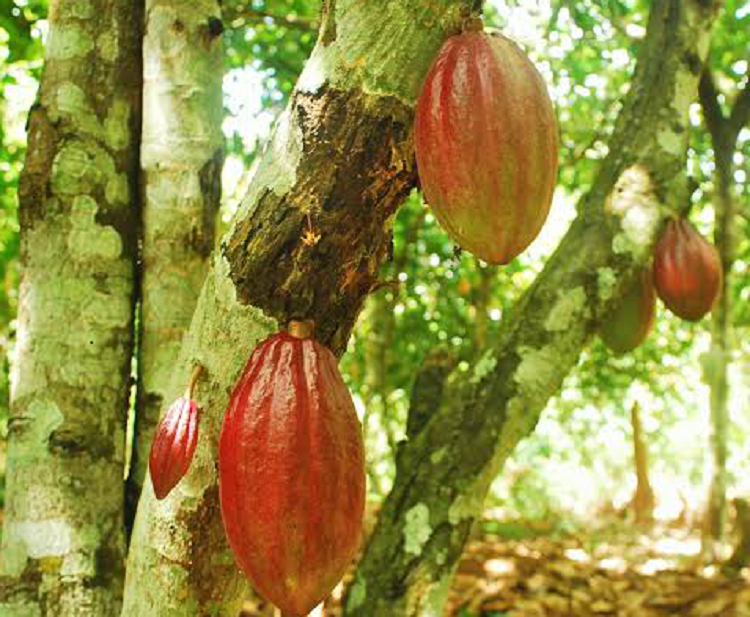 Detail Gambar Pohon Kakao Nomer 47