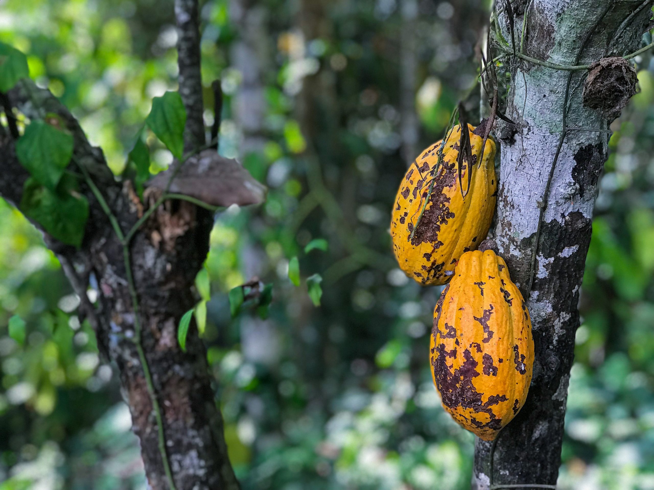Detail Gambar Pohon Kakao Nomer 49