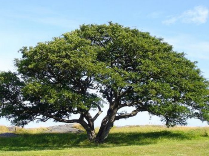 Gambar Pohon Kalpataru - KibrisPDR