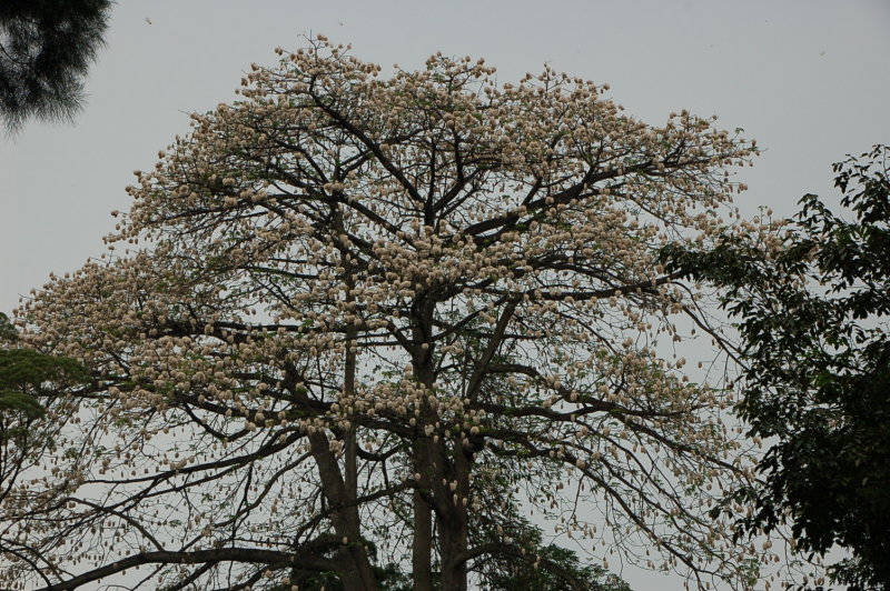 Detail Gambar Pohon Kapas Dan Kapuk Nomer 20