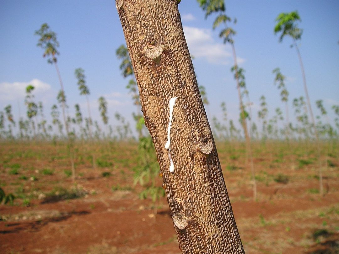 Detail Gambar Pohon Karet Nomer 51