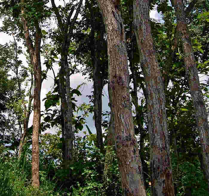 Detail Gambar Pohon Kayu Nomer 50