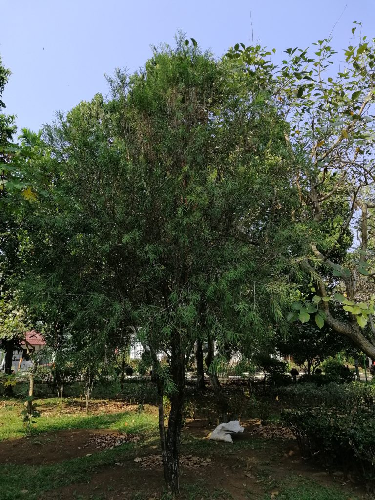 Detail Gambar Pohon Kayu Putih Nomer 4