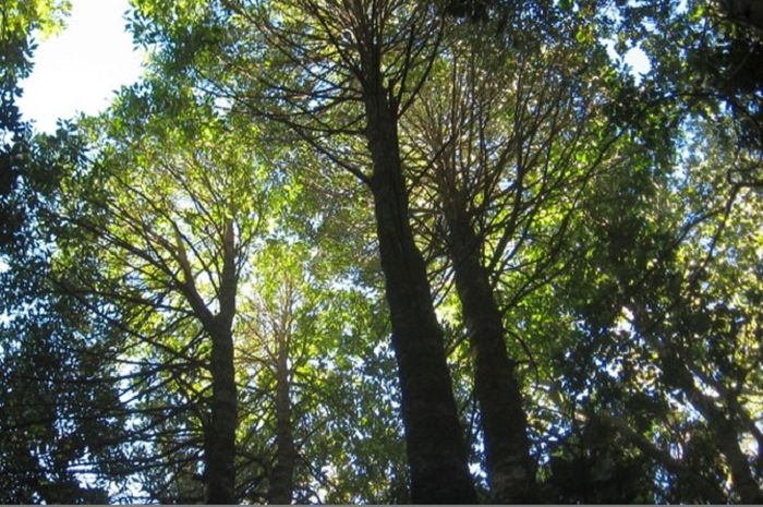 Detail Gambar Pohon Kayu Putih Nomer 46