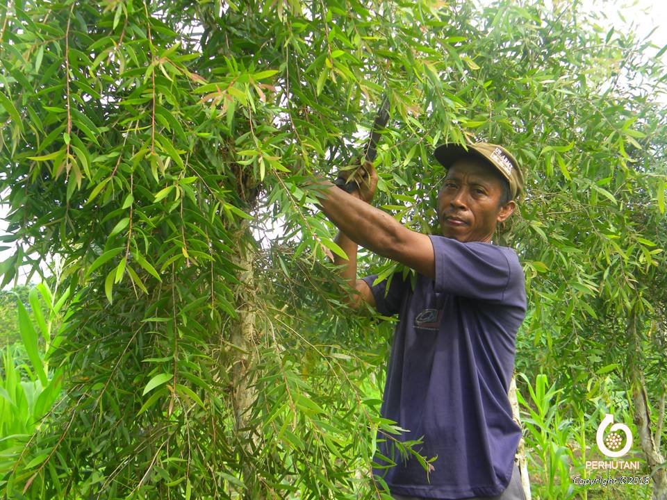 Detail Gambar Pohon Kayu Putih Nomer 10