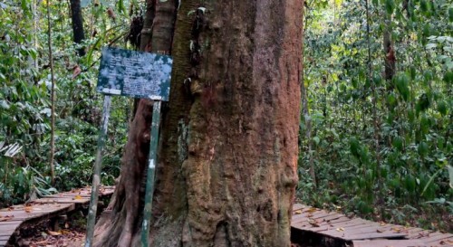 Gambar Pohon Kayu Ulin - KibrisPDR