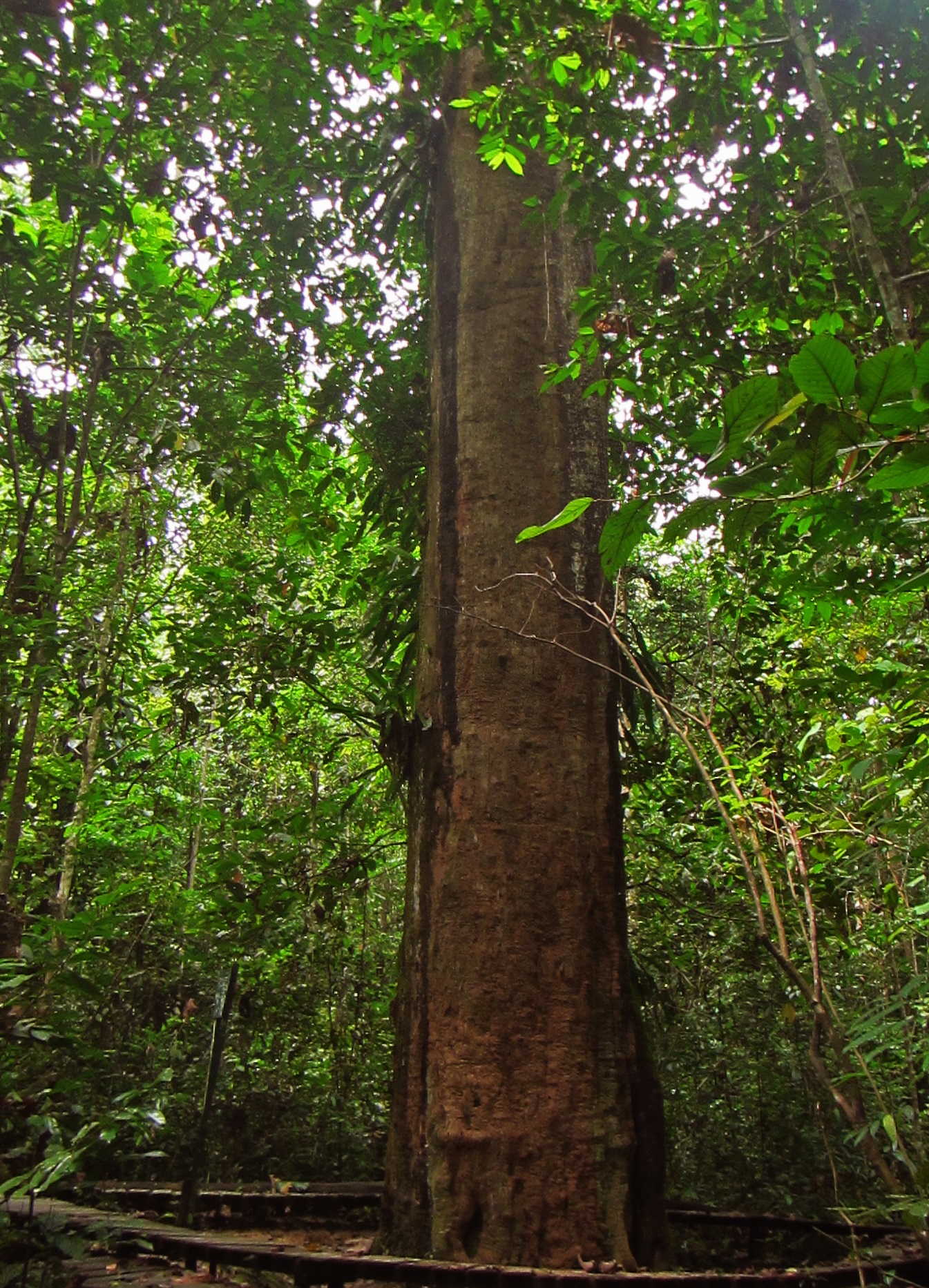 Detail Gambar Pohon Kayu Ulin Nomer 9