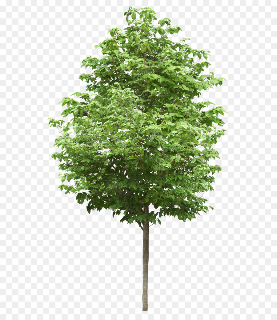 Detail Gambar Pohon Kecil Nomer 14