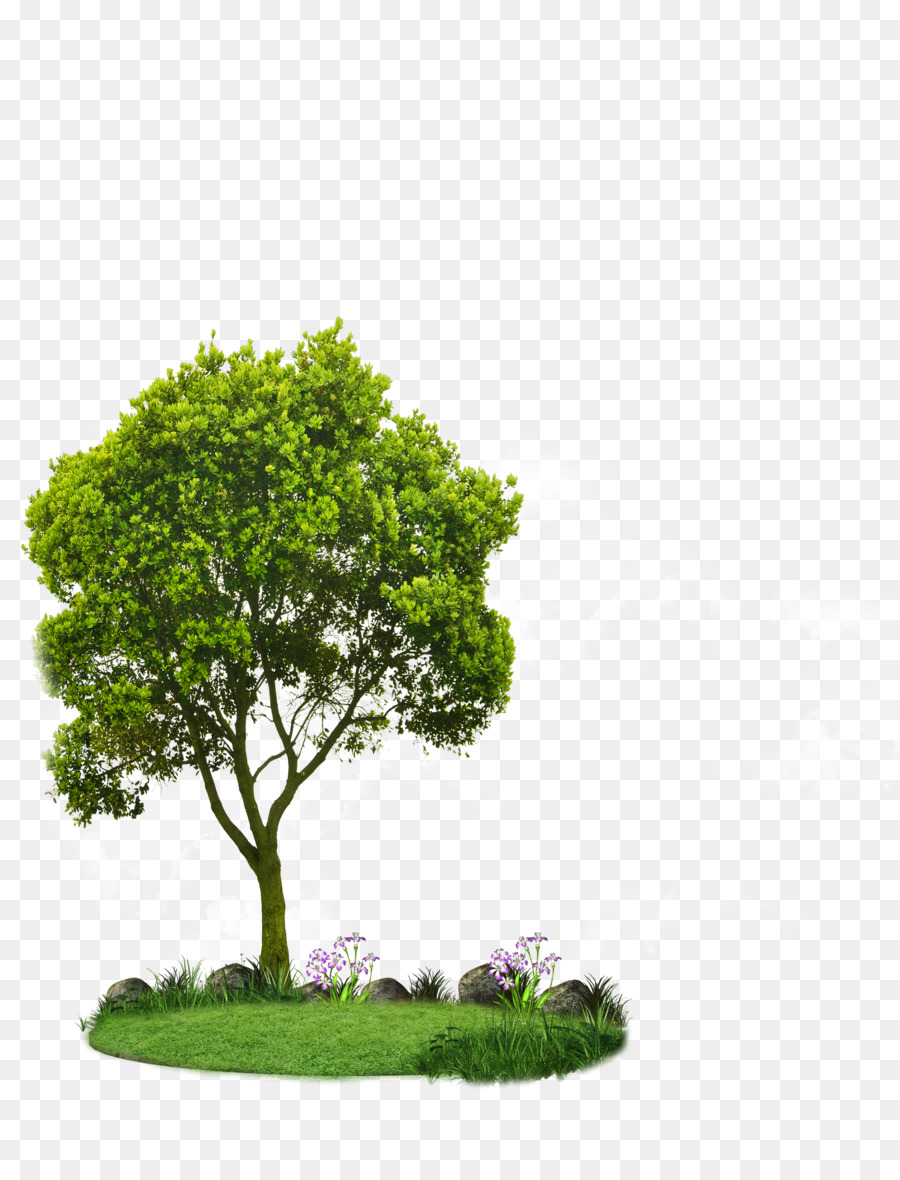 Detail Gambar Pohon Kecil Nomer 15