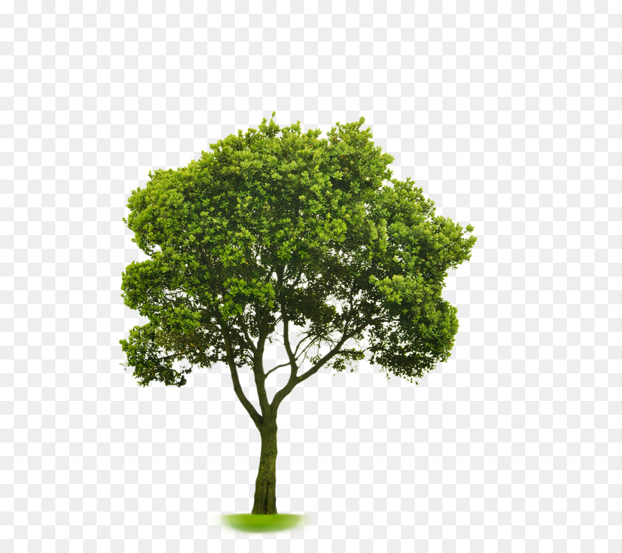 Detail Gambar Pohon Kecil Nomer 6