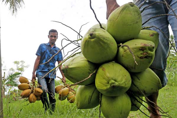 Detail Gambar Pohon Kelapa Asli Nomer 36