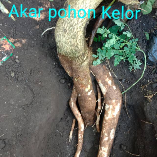 Detail Gambar Pohon Kelor Nomer 41