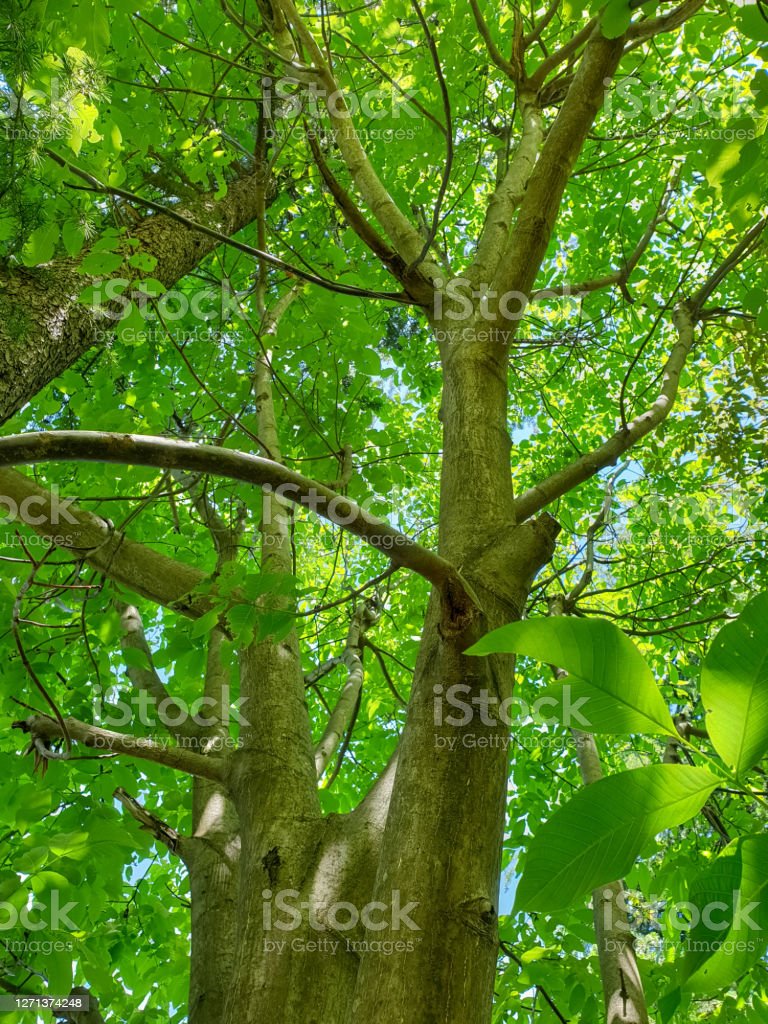 Detail Gambar Pohon Kenari Nomer 49