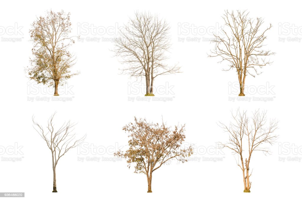 Detail Gambar Pohon Kering Nomer 23