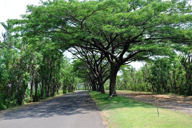 Detail Gambar Pohon Kiara Payung Nomer 6