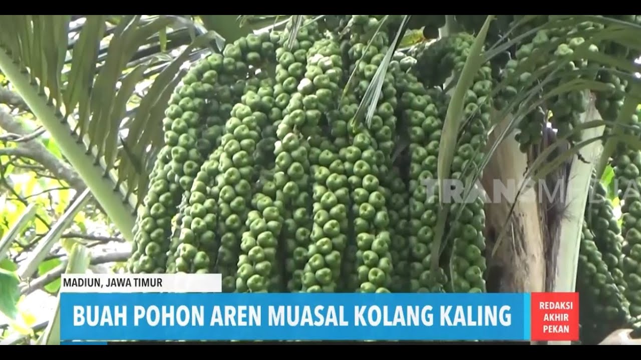 Gambar Pohon Kolang Kaling - KibrisPDR