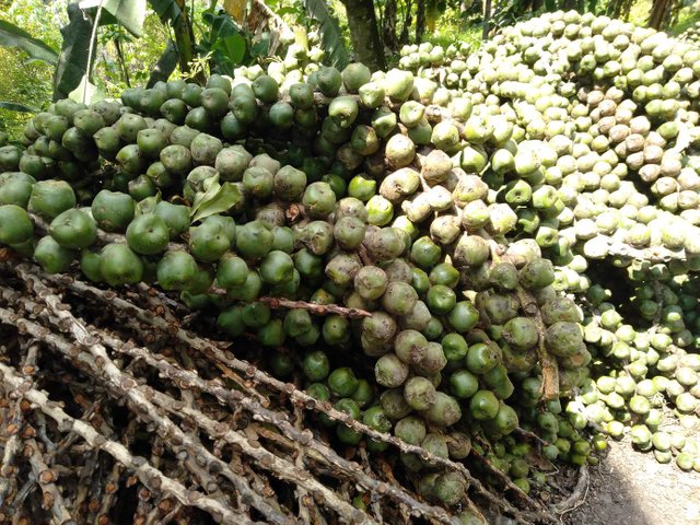 Detail Gambar Pohon Kolang Kaling Nomer 8