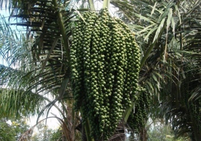 Detail Gambar Pohon Kolang Kaling Nomer 10