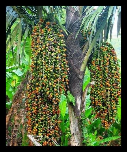Detail Gambar Pohon Kolang Kaling Nomer 3