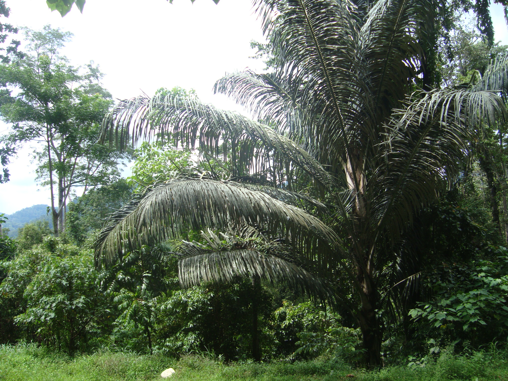 Detail Gambar Pohon Kolang Kaling Nomer 20
