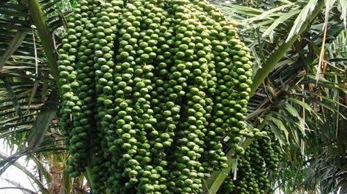 Detail Gambar Pohon Kolang Kaling Nomer 21