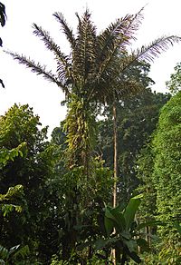 Detail Gambar Pohon Kolang Kaling Nomer 23