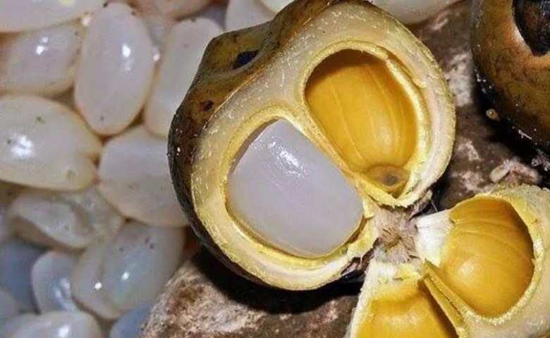 Detail Gambar Pohon Kolang Kaling Nomer 24