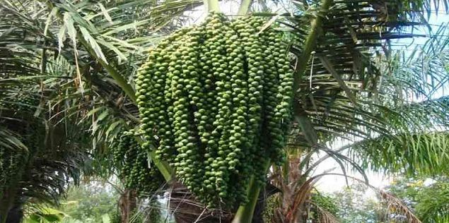 Detail Gambar Pohon Kolang Kaling Nomer 26