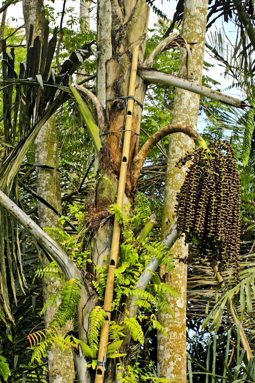 Detail Gambar Pohon Kolang Kaling Nomer 28