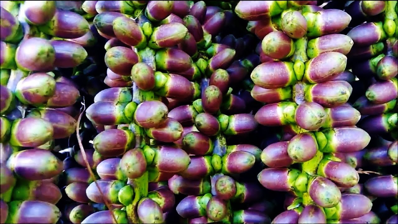 Detail Gambar Pohon Kolang Kaling Nomer 30