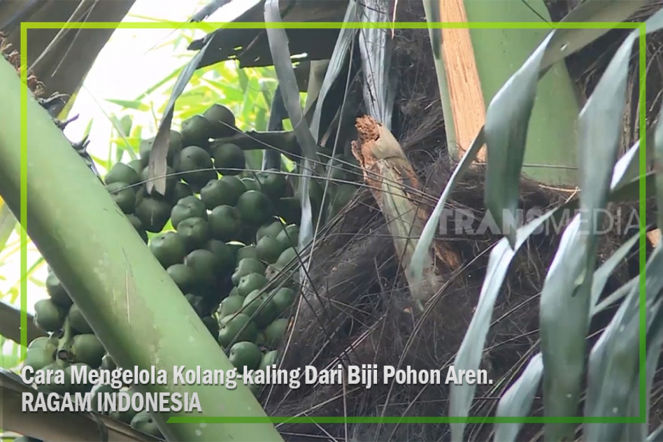 Detail Gambar Pohon Kolang Kaling Nomer 32