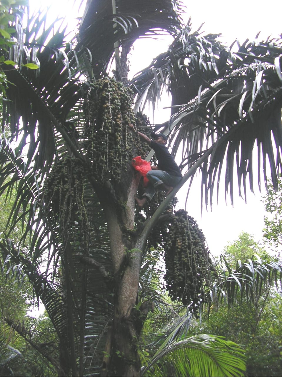 Detail Gambar Pohon Kolang Kaling Nomer 33
