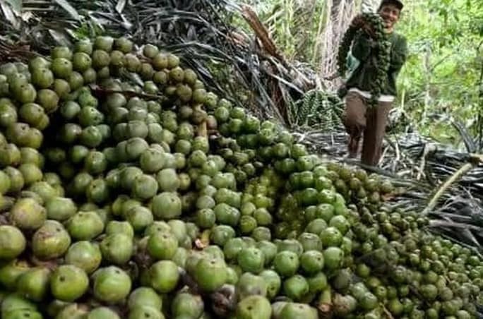Detail Gambar Pohon Kolang Kaling Nomer 34